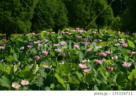 古河市総合公園の花咲く大賀ハス池 135158711
