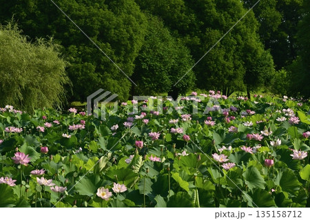 古河市総合公園の花咲く大賀ハス池 135158712
