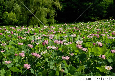 古河市総合公園の花咲く大賀ハス池 135158717