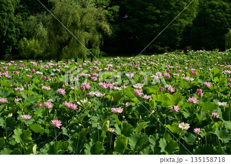 古河市総合公園の花咲く大賀ハス池 135158718