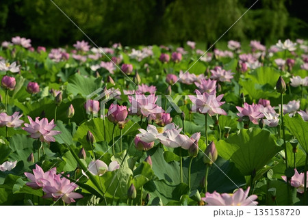 古河市総合公園の花咲く大賀ハス池 135158720