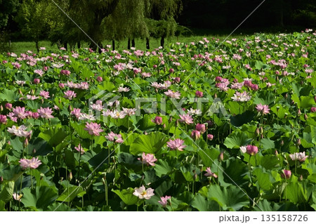 古河市総合公園の花咲く大賀ハス池 135158726