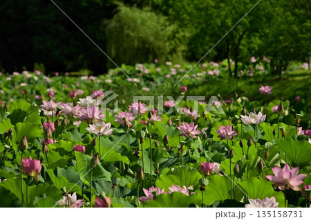 古河市総合公園の花咲く大賀ハス池 135158731