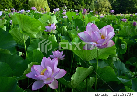 古河市総合公園の花咲く大賀ハス池 135158737