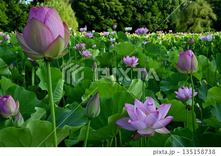 古河市総合公園の花咲く大賀ハス池 古河市総合公園の花咲く大賀ハス池 135158738