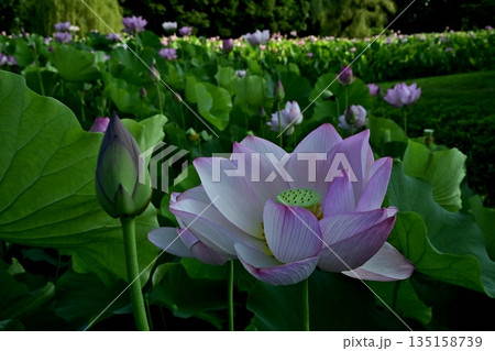 古河市総合公園の花咲く大賀ハス池 古河市総合公園の花咲く大賀ハス池 135158739
