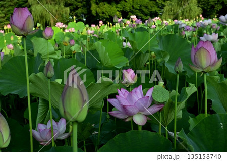 古河市総合公園の花咲く大賀ハス池 135158740