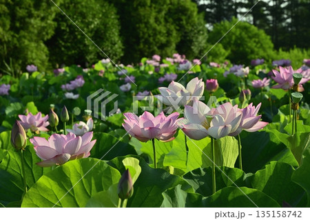 古河市総合公園の花咲く大賀ハス池 古河市総合公園の花咲く大賀ハス池 135158742
