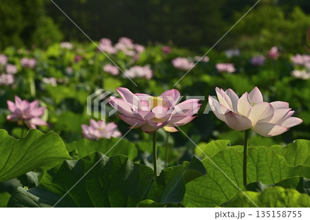 古河市総合公園の花咲く大賀ハス池 古河市総合公園の花咲く大賀ハス池 135158755