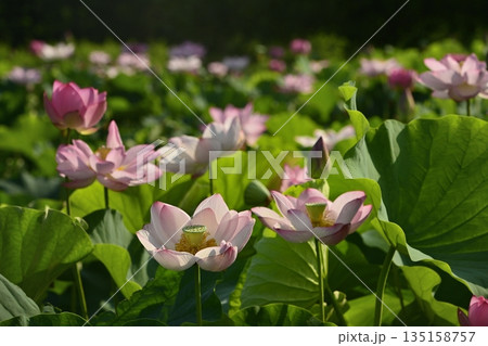 古河市総合公園の花咲く大賀ハス池 135158757