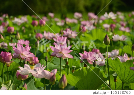 古河市総合公園の花咲く大賀ハス池 135158760