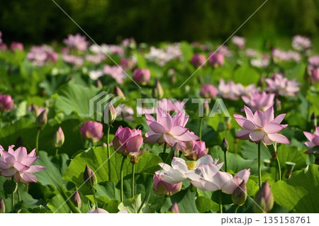 古河市総合公園の花咲く大賀ハス池 135158761