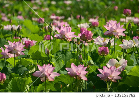 古河市総合公園の花咲く大賀ハス池 135158762