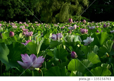 古河市総合公園の花咲く大賀ハス池 135158763