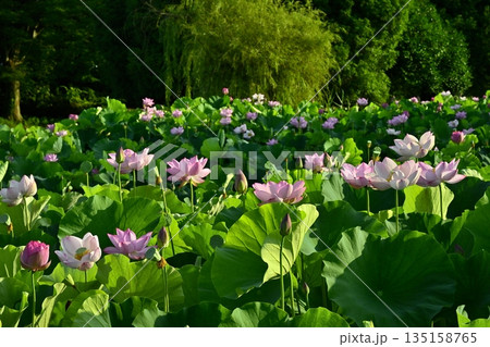古河市総合公園の花咲く大賀ハス池 135158765