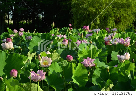 古河市総合公園の花咲く大賀ハス池 135158766