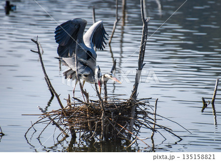 水上の巣で交尾するアオサギ 水上の巣で交尾するアオサギ 135158821