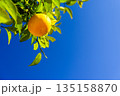 青空に文旦 135158870