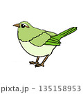 春を告げる鳥 メジロ　ウグイス　可愛い手描きイラスト素材 135158953