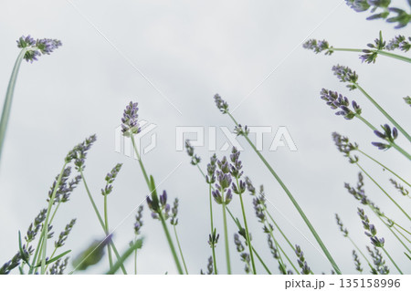 various various 135158996