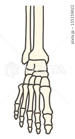 足の解剖学、正面から見た足の骨格と足関節の構造 135159022