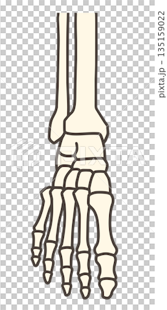 足の解剖学、正面から見た足の骨格と足関節の構造 135159022