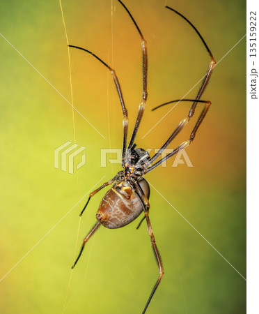 Australian Golden Orb Weaver Spider Australian Golden Orb Weaver Spider 135159222