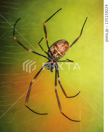 Australian Golden Orb Weaver Spider Australian Golden Orb Weaver Spider 135159224