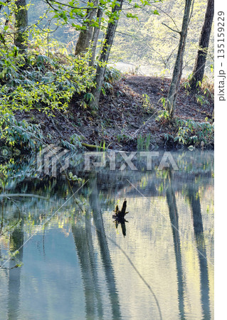水鏡に映る木々 135159229