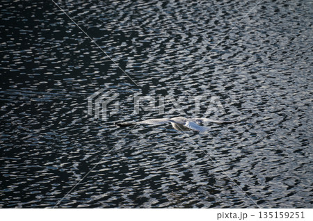 信濃川・やすらぎ堤の大背黒鴎(おおせぐろかもめ) 離水 8/9 信濃川・やすらぎ堤の大背黒鴎(おおせぐろかもめ) 離水 8/9 135159251