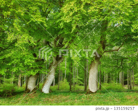 Big trees, green leaves and grass in nature of natural trunks and branches for sustainability, agriculture or life outdoors. Bunch of tall tree with greenery, leaf or plant growth in Australia forest 135159257