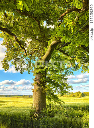 Tree, green and summer grass in nature of natural sustainability, agriculture or life outdoors. Tall trees with branches and leaves or plant growth with blue sky on a cloudy and sunny day outside Tree, green and summer grass in nature of natural sustainability, agriculture or life outdoors. Tall trees with branches and leaves or plant growth with blue sky on a cloudy and sunny day outside 135159260