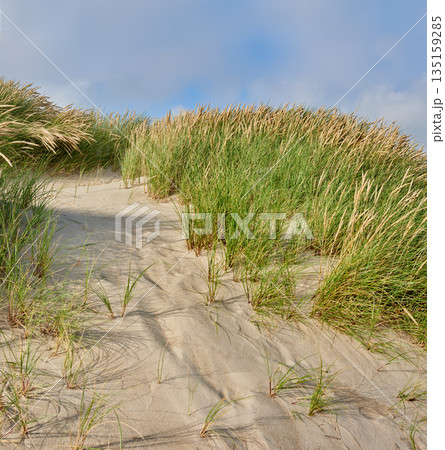 Sand, beach and landscape, nature and travel with environment and coastal location in Denmark. Fresh air, grass and land with tropical seaside destination and journey outdoor with natural scenery Sand, beach and landscape, nature and travel with environment and coastal location in Denmark. Fresh air, grass and land with tropical seaside destination and journey outdoor with natural scenery 135159285