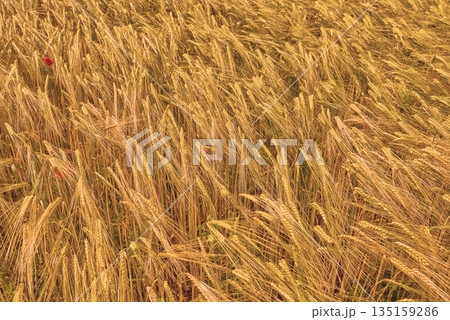 Landscape of nature, harvest and field of wheat for farming, agriculture and crops in countryside. Meadow background, sustainability and closeup of barley, grain or rye plants in natural environment Landscape of nature, harvest and field of wheat for farming, agriculture and crops in countryside. Meadow background, sustainability and closeup of barley, grain or rye plants in natural environment 135159286