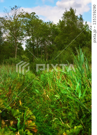 Nature, grass and field in countryside, forest and outdoor sustainable landscape. Plants, lawn or natural land in spring with vegetation, trees or woods, jungle or eco friendly environment in Denmark Nature, grass and field in countryside, forest and outdoor sustainable landscape. Plants, lawn or natural land in spring with vegetation, trees or woods, jungle or eco friendly environment in Denmark 135159290