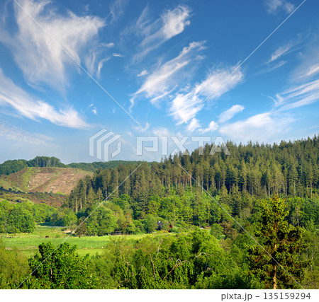 Trees, nature and forest in countryside, landscape and outdoor vegetation. Plants, farm and natural land in spring with cows, grass and sustainable environment for farming agriculture in Denmark. 135159294