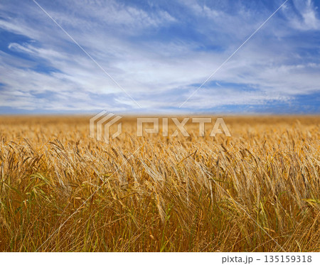 Landscape, nature and field of wheat with farm, environment and agriculture with countryside location. Farming, plants and sustainability with farmer land, grain harvest and scenic with blue sky Landscape, nature and field of wheat with farm, environment and agriculture with countryside location. Farming, plants and sustainability with farmer land, grain harvest and scenic with blue sky 135159318