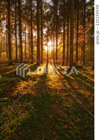 Trees, autumn season and sun ray in forest, woods or wilderness in the nature outdoors. Tall tree, backgrounds and plant growth with sunshine, field and sunset view of the natural park environment Trees, autumn season and sun ray in forest, woods or wilderness in the nature outdoors. Tall tree, backgrounds and plant growth with sunshine, field and sunset view of the natural park environment 135159549
