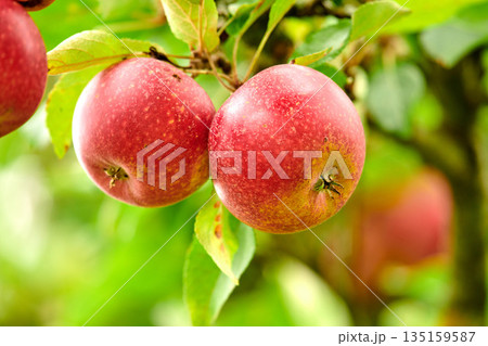 Nature, organic and apples on a tree in a garden or sustainable, agriculture or agro environment. Health and eco friendly and succulent red fruit or fresh, raw and sweet produce on a plant in a field 135159587