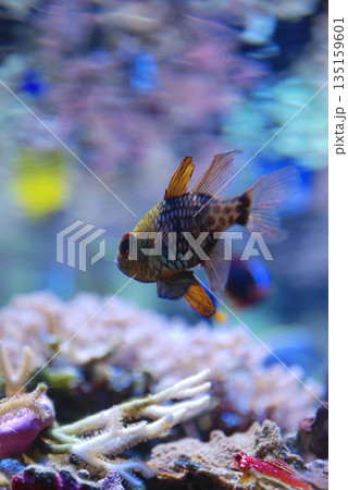 水族館の綺麗な魚 135159601