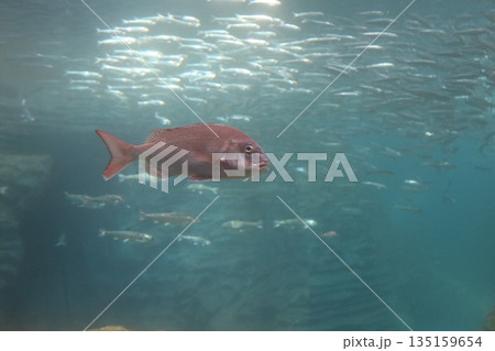 水族館の真鯛 135159654