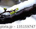 雪の中で咲き始めた梅の花の蕾と雫 135159747