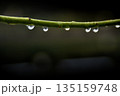 雨上がりの木の枝についた水滴 135159748
