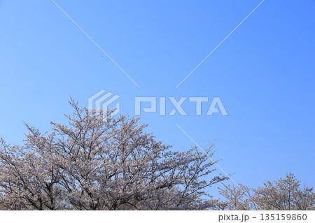 青空に映える満開の桜 135159860