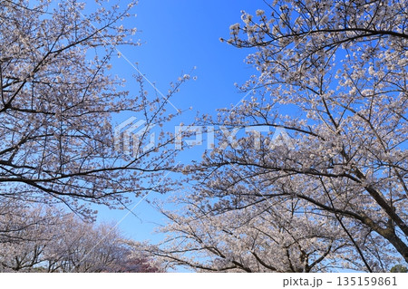青空に映える満開の桜 青空に映える満開の桜 135159861