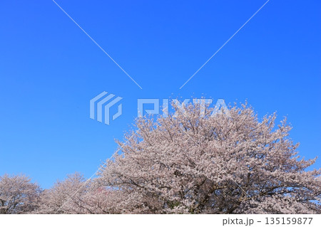 青空に映える満開の桜 青空に映える満開の桜 135159877