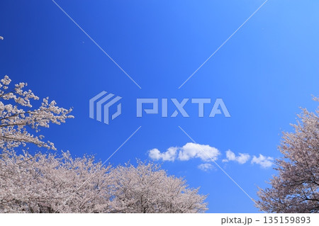 青空に映える満開の桜 青空に映える満開の桜 135159893