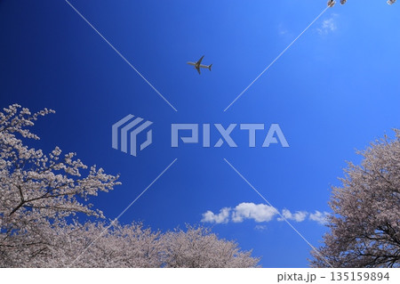 青空に映える満開の桜 135159894