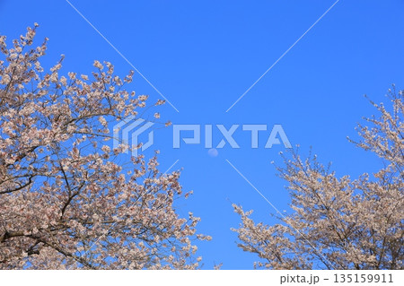 青空に映える満開の桜 135159911