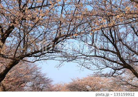 青空に映える満開の桜 青空に映える満開の桜 135159912